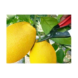 Okatsune 301 ívelt pengével betakarító metszőolló