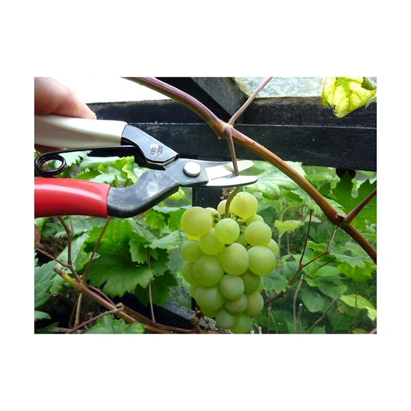 Okatsune 301 ívelt pengével betakarító metszőolló