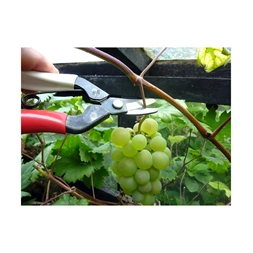 Okatsune 301 ívelt pengével betakarító metszőolló