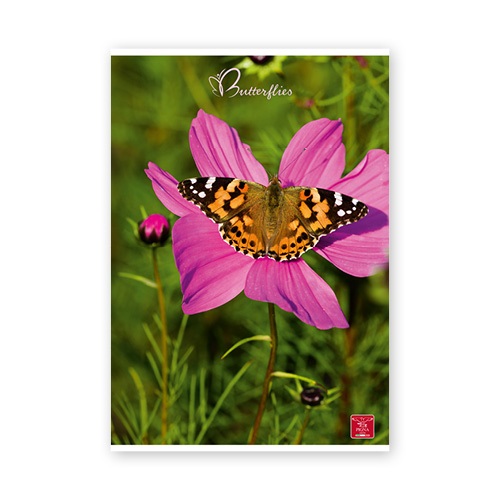 Pigna Butterflies A4 42 lap, tűzött, vonalas füzet