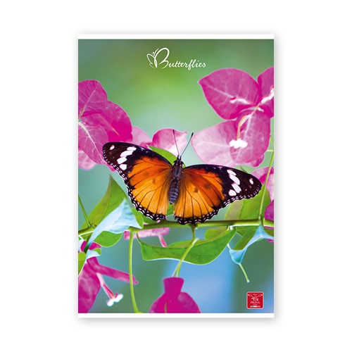Pigna Butterflies A4 42 lap, tűzött, vonalas füzet